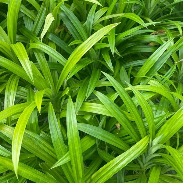 Panda leaf/fragrant vegetable 100g/la dua/panda leaf/Asia farm Song So-hee